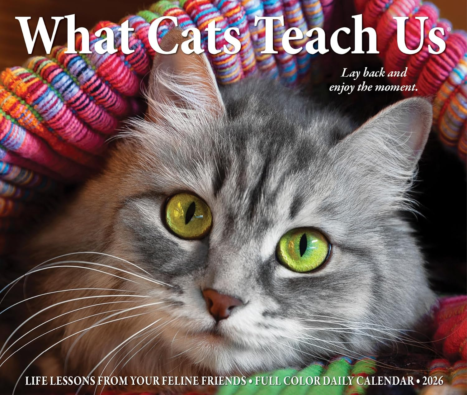 What Cats Teach Us 2026 5.4 X 6.2 Box Calendar