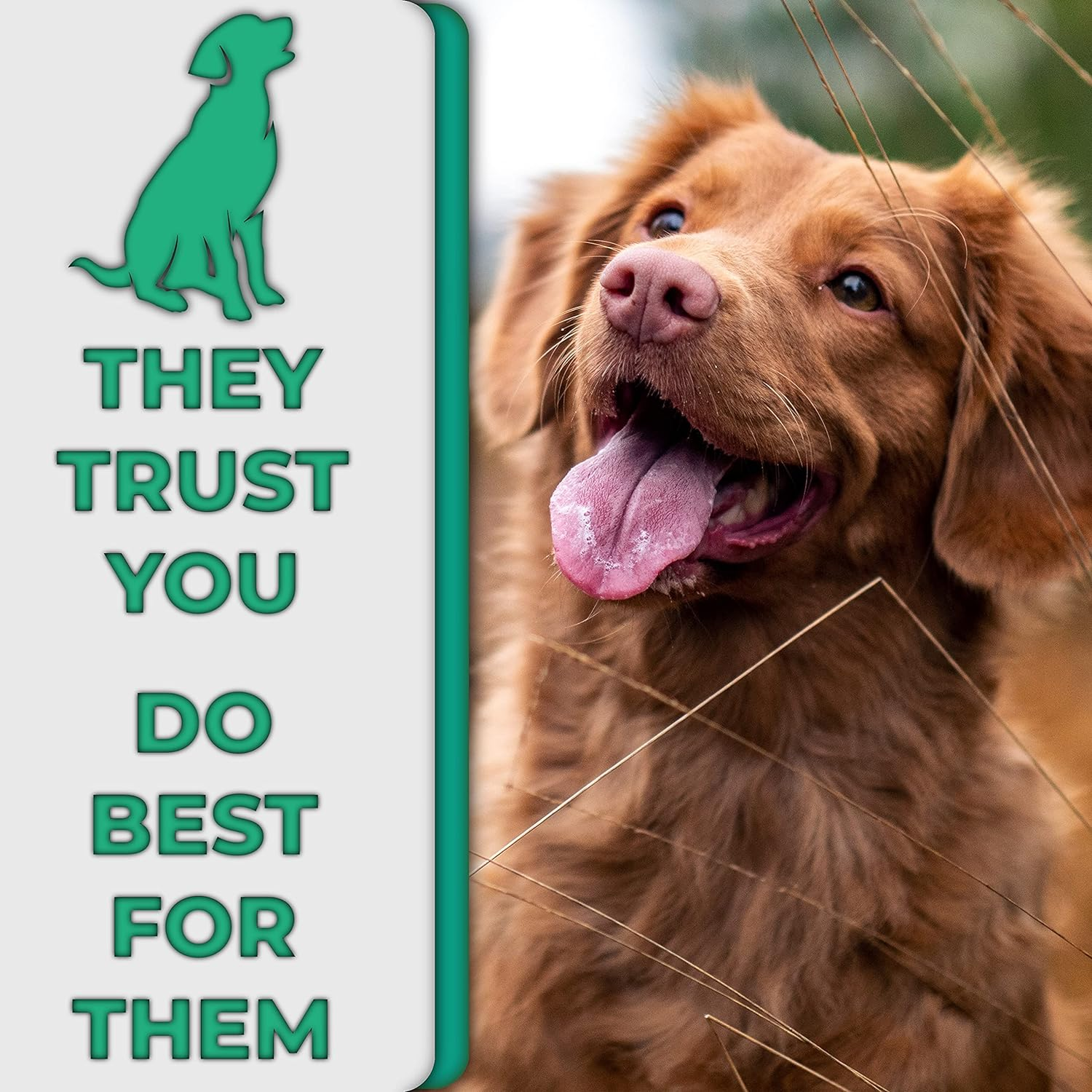 H&H Pets Dog Finger Toothbrush Best Professional Cat Dog Finger Toothbrush, Great Dental Hygiene, Silicone Option, Value Pack of 4 or 8 (Size Small (Soft Silicon Bristles), 4 Count + Toothpaste) image number 4