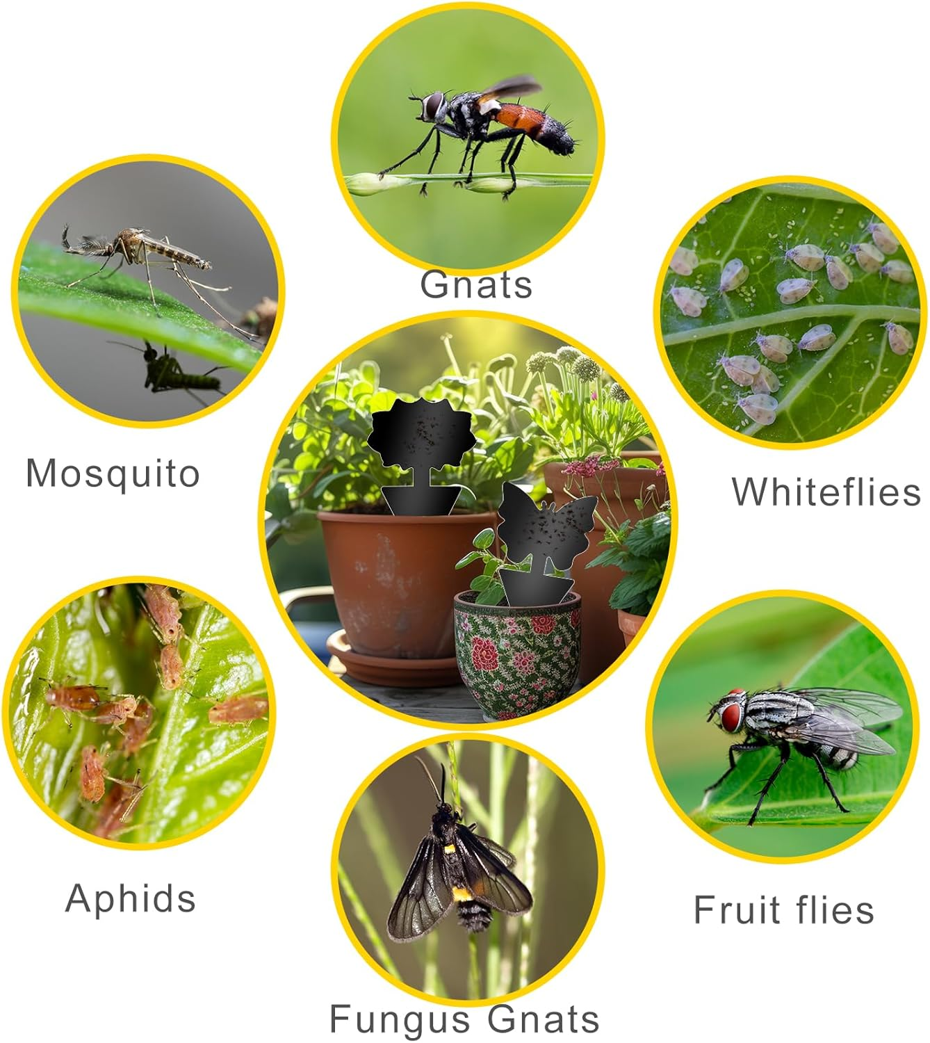 Fruit Fly Traps, 60 Pack Black Sticky Traps, Fungus Gnat Traps, Plant Fly Stickers for Indoor and Outdoor Use Protect the Plant image number 6