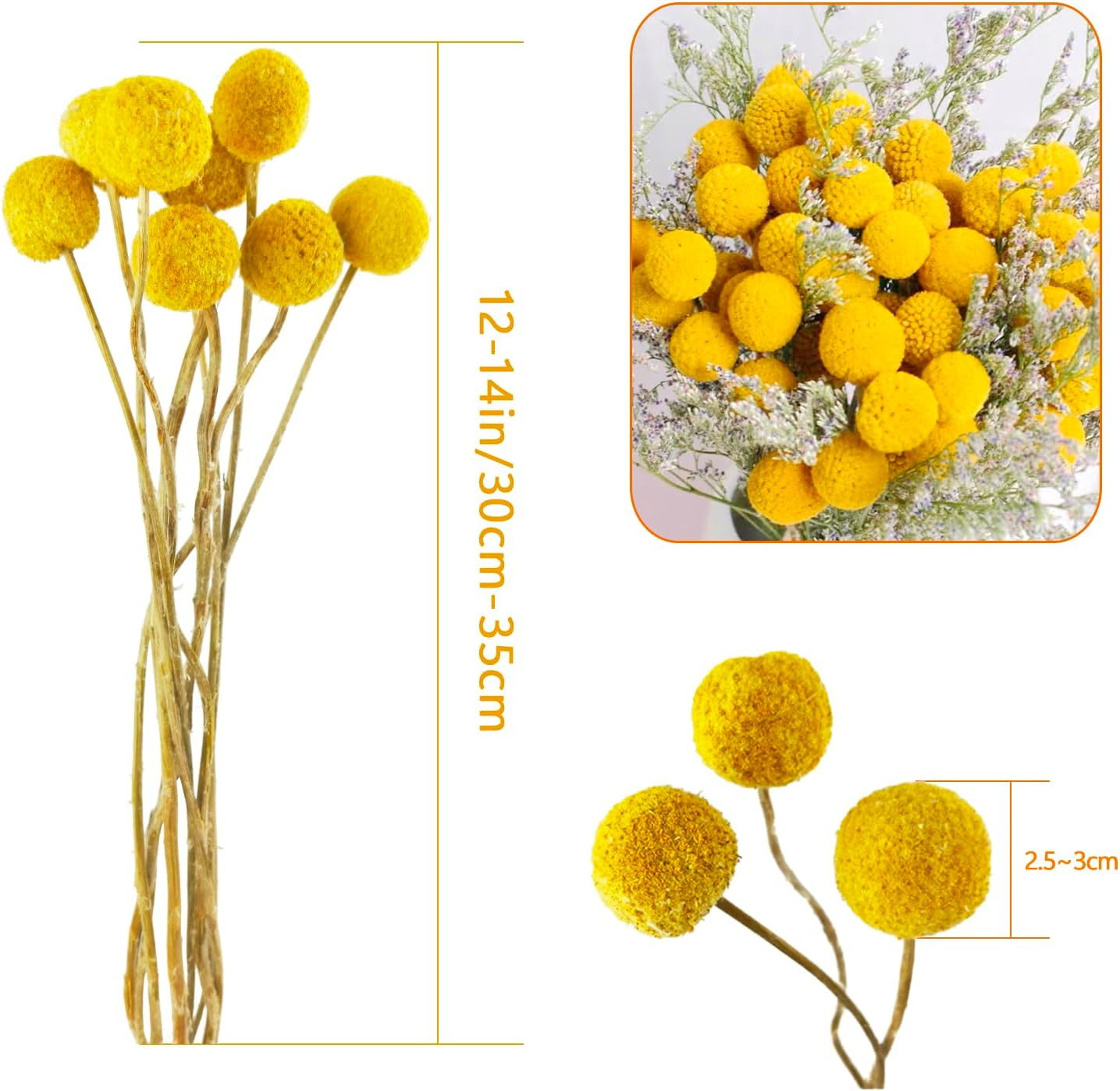 Tooget Natural Craspedia Dried Flowers Yellow Billy Buttons Balls Bouquet Bundles, Real Freshly Harvested Dry Plant Bunch Arrangements Decorate for Home Crafts, Party, Wedding, Store