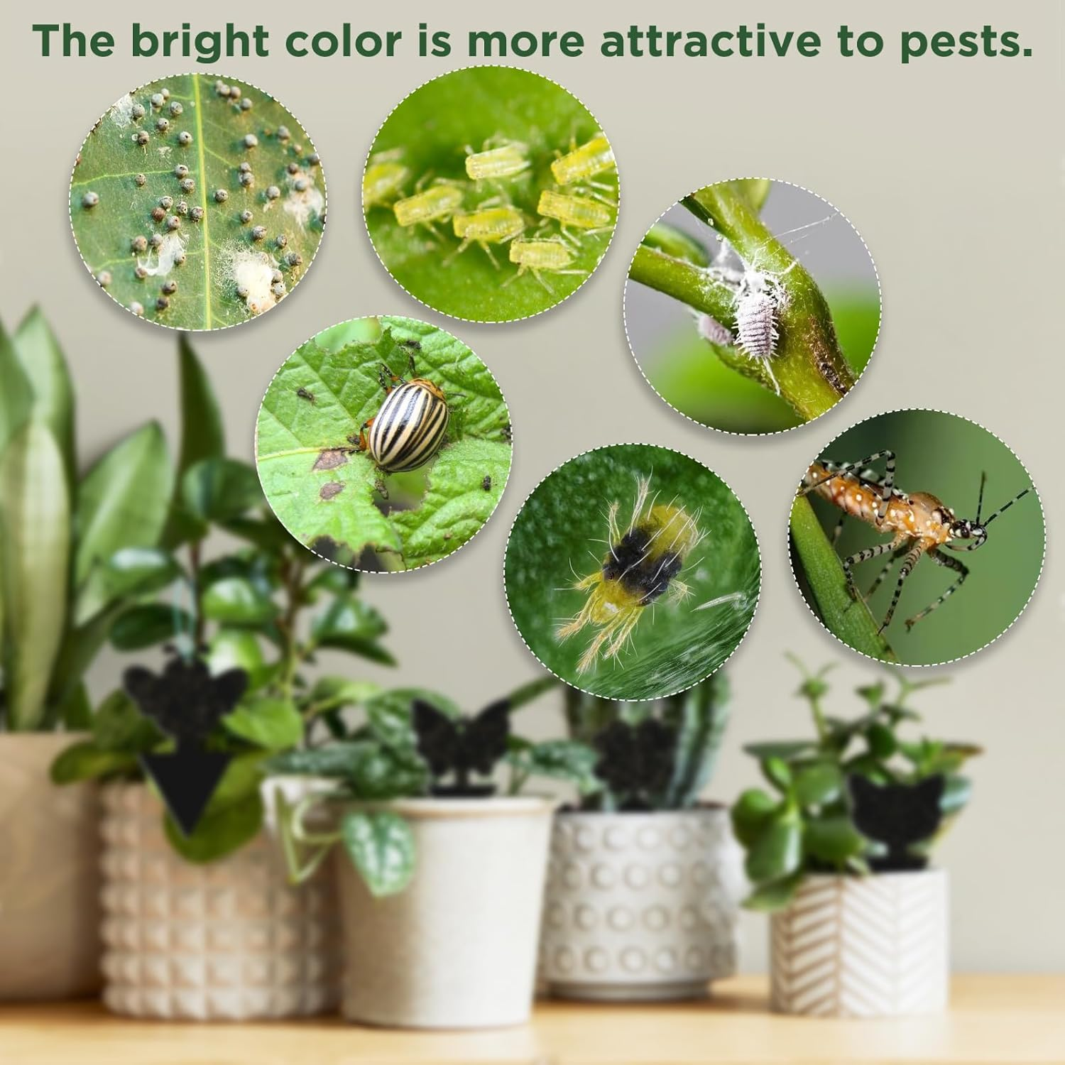 50 PCS Sticky Traps, KIKISML Black Dual-Sided Sticky Insect Catcher with Twist Ties Fruit Fly Fungus Gnat Trap Killer for Whiteflies Mosquitos Fungus Aphids Leafminers Indoor Outdoor Use, Black image number 4