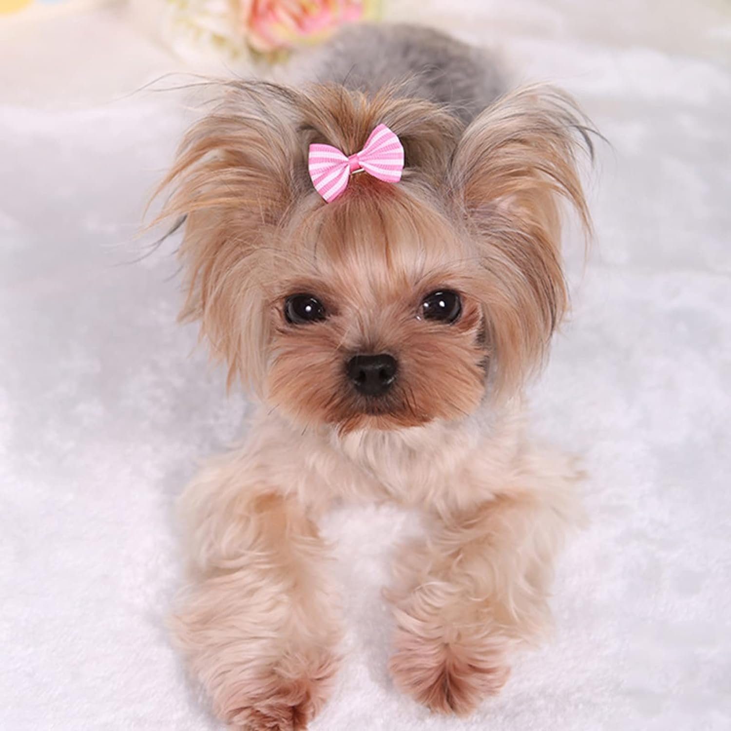 Pet Hair Clips, Bowknot Bows Dots Pet Hair Clips for Dog Cats Puppy,Random Color,24Pcs image number 1