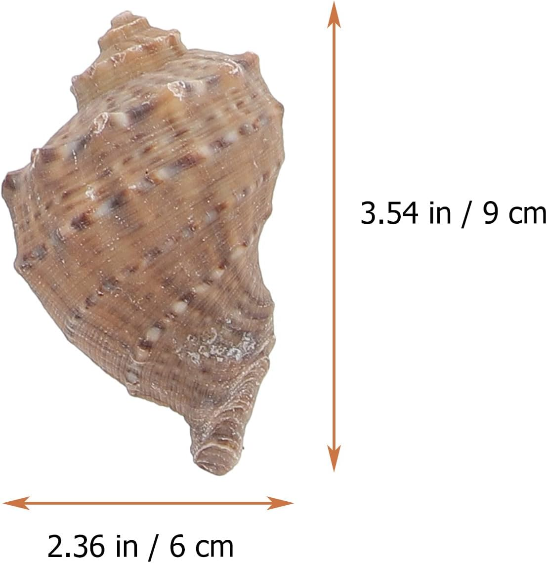 POPETPOP 1 Set Aquarium Conch Decor Hermit Crabs Shells Fish Tank Aquarium Adorns image number 6