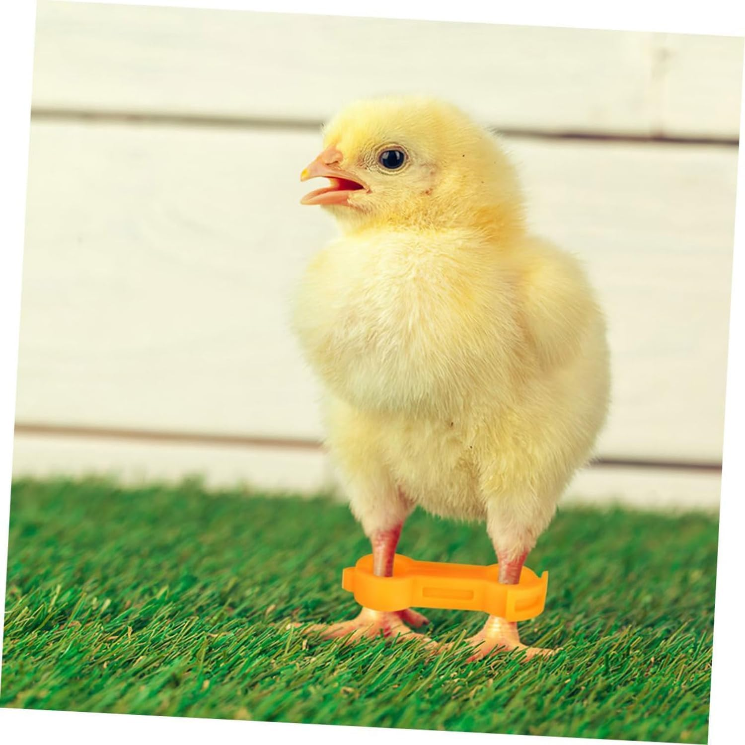 Liahelianx 12Pcs Chick Leg Support Brace Bird Leg Alignment Tool Chicken Ankle Bands Adjustable Hobbling Braces image number 6