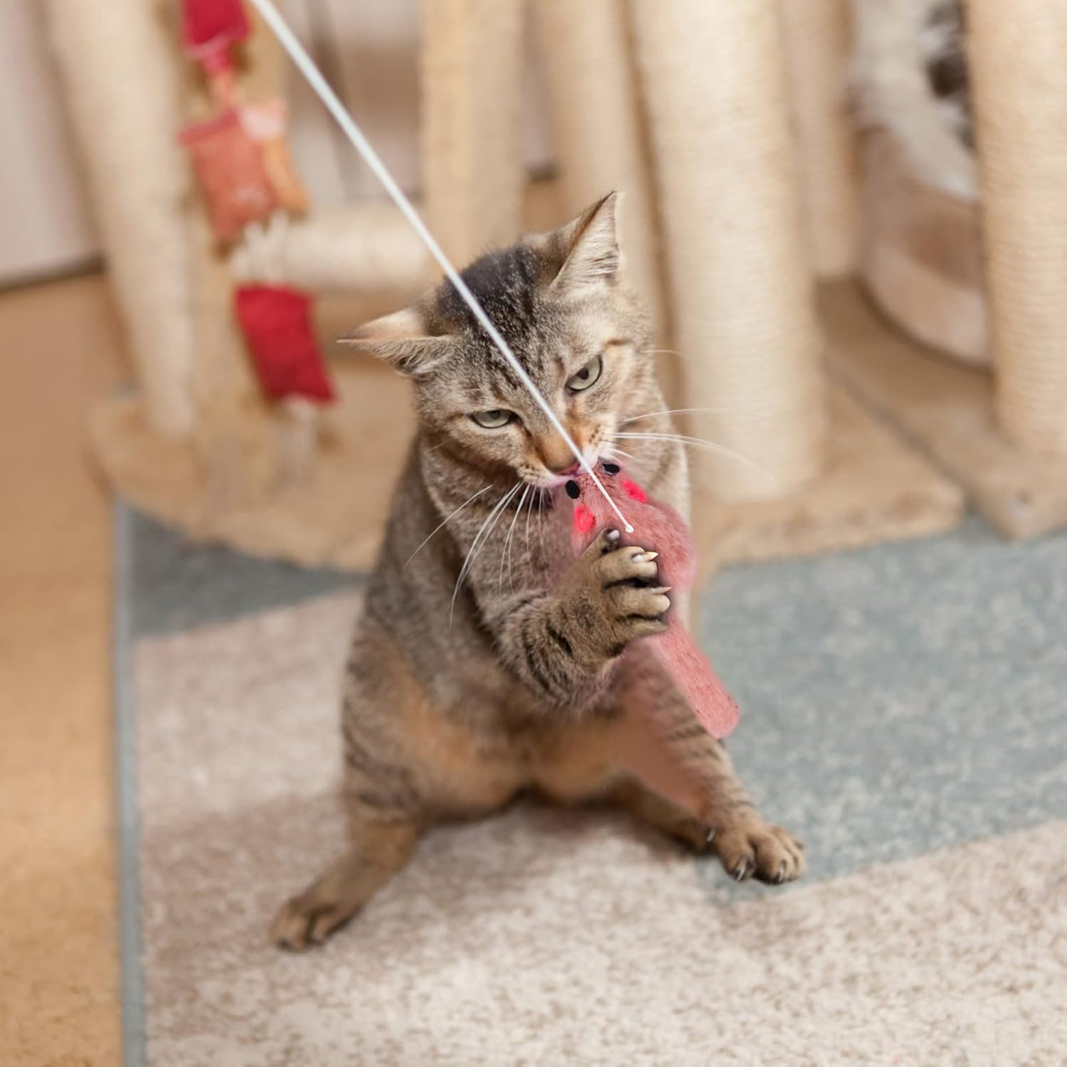 Dokeno Pack of 6 Interactive Cat Toy Cat Toy Self-Activity Cat Toy with Feathers Hanging Door Frame Hanging Cat Toy Set for Cat Run and against Boredom