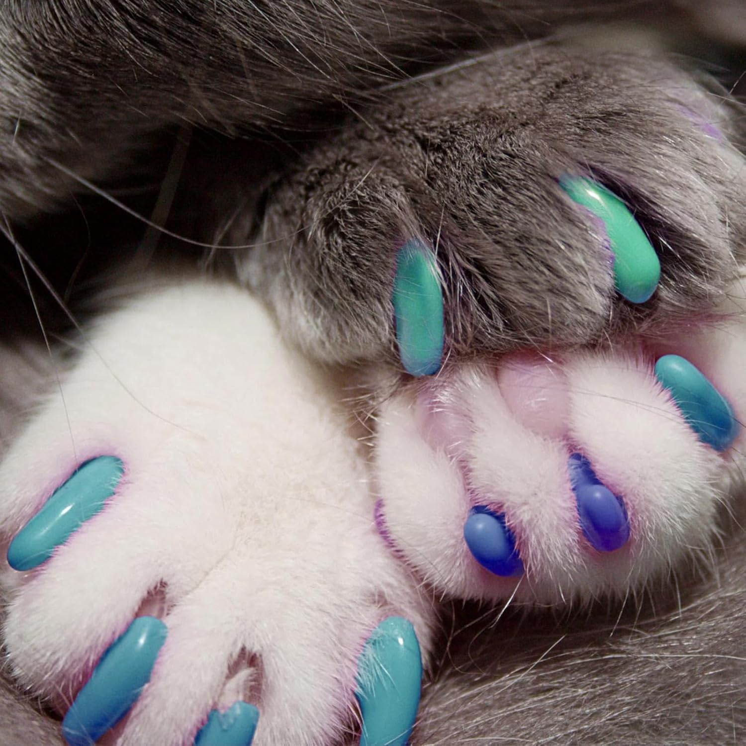160 Cat Nail Covers Kit, Kitten Claw Protection, Pet Cat Paw Covers, Nail Covers for Small Cats, Cat Claw Covers with Adhesives, Colored Cat Nail Caps, Cat Paw Cover Set for Small Cats 6-9Lbs image number 2