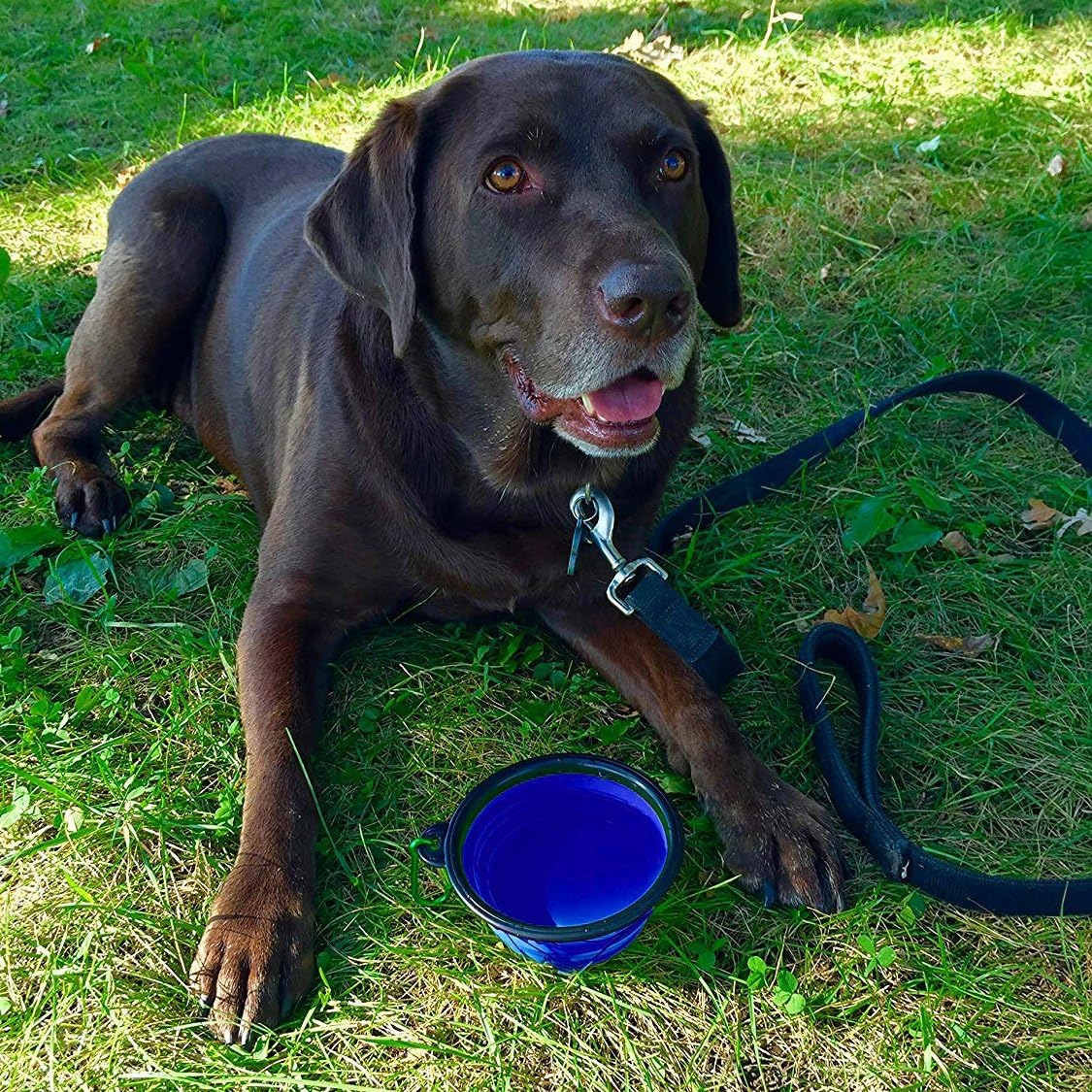 Zenify Dog Bowl - Extra Large 1000Ml Collapsible Foldable Food and Water Feeder Dish - Portable Travel Leash Lead Slim Accessories for Training Pets Puppy Dogs (7 Inches / 17.8 Cm) (Blue XL) image number 2