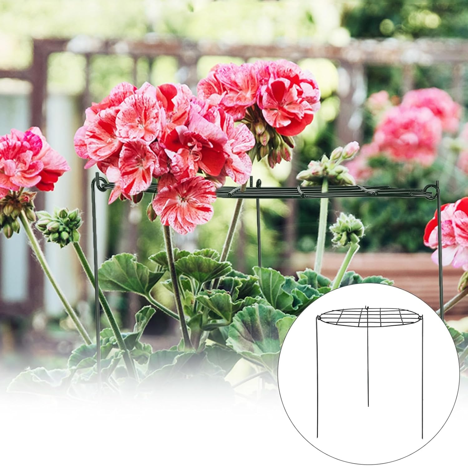Round Grid Plant Support, Peony Cages Brace Flower Supporter Strawberry Growing Racks Cage Metal Garden Stake Grow through Hoops Heavy Plants Rings for Small Vegetable Fruit image number 4