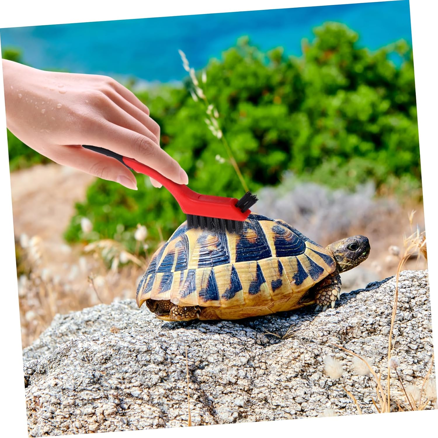 Kisangel 6Pcs Aquatic Tortoise Shell Cleaning Brush Nylon Aquarium Accessories Turtle Tool Water Turtle Scrub Brushes for Pets image number 2