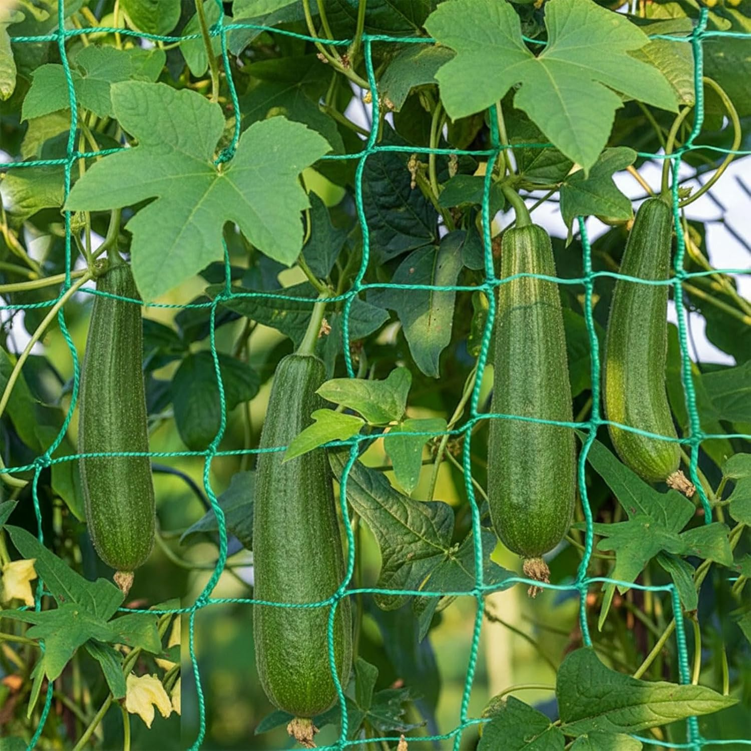 Heavy Duty Garden Trellis Netting for Climbing Plants &ndash; Durable Polyethylene (PE) Garden Netting Compatible with Cucumber, Bean and Tomato, Reusable Plant Support,Rectangular Netting by Ruibex image number 3