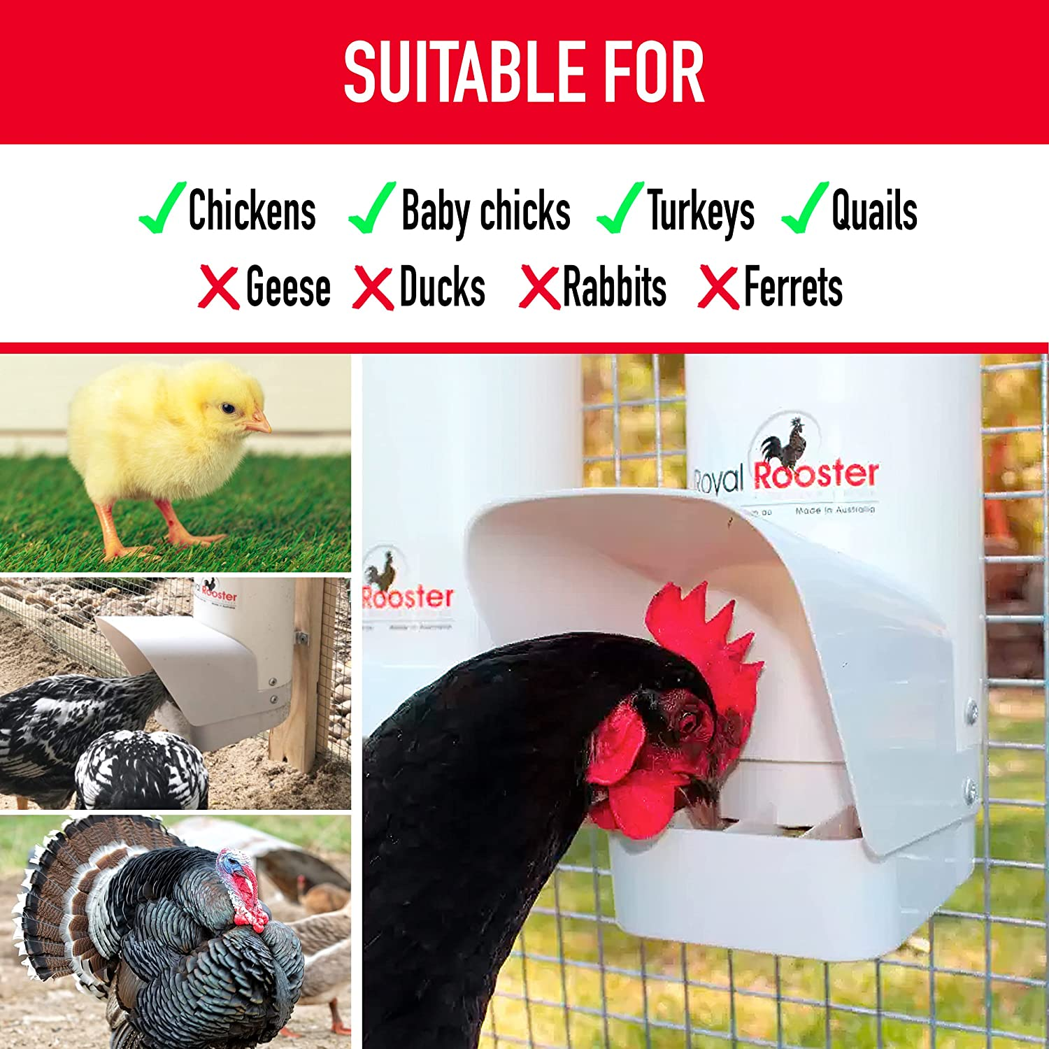 Royal Rooster Automatic Chicken Feeder with Gravity Feed Dispenser - 3Kg Feeder for Chickens, Chicks & Mixed Poultry - Hanging Chicken Poultry Feeder - Auto PVC Chicken Poultry Feeder with Rain Cover