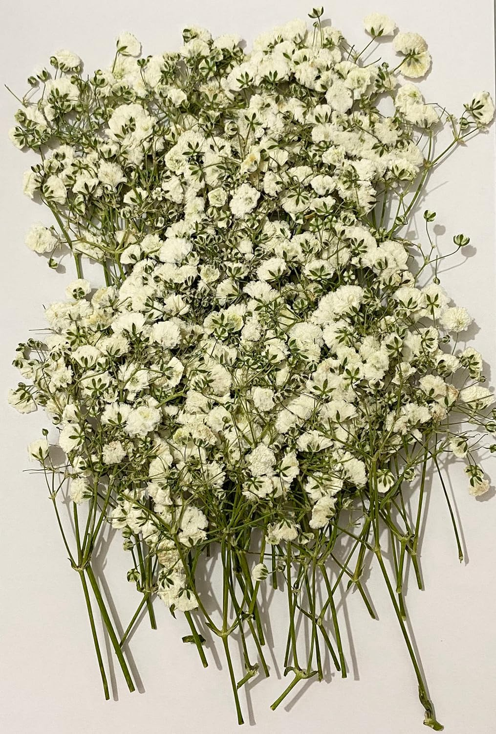 UOKWIWI 50 Pcs White Baby'S Breath Real Natural Dried Pressed Flowers for Resin Art Craft DIY Making Wedding Card Home Party Decor