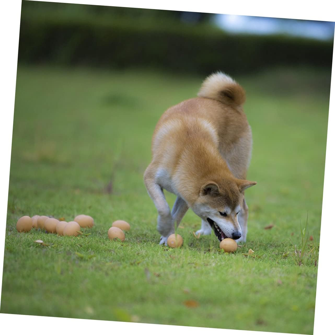 12Pcs Interactive Dog Egg Toys Bite-Resistant Wear-Resistant Puppy Toys for Pets Durable Dog Supplies for Play and Training