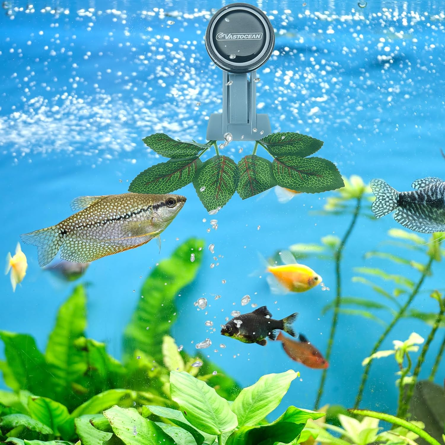 Blulu 4 Pcs Magnetic Seaweed Feeding Clips Saltwater Aquarium Tank Accessories Algae Magnet Seaweed Feeder for Fish and Aquatic Pets, Automatic Fish Feeder image number 6