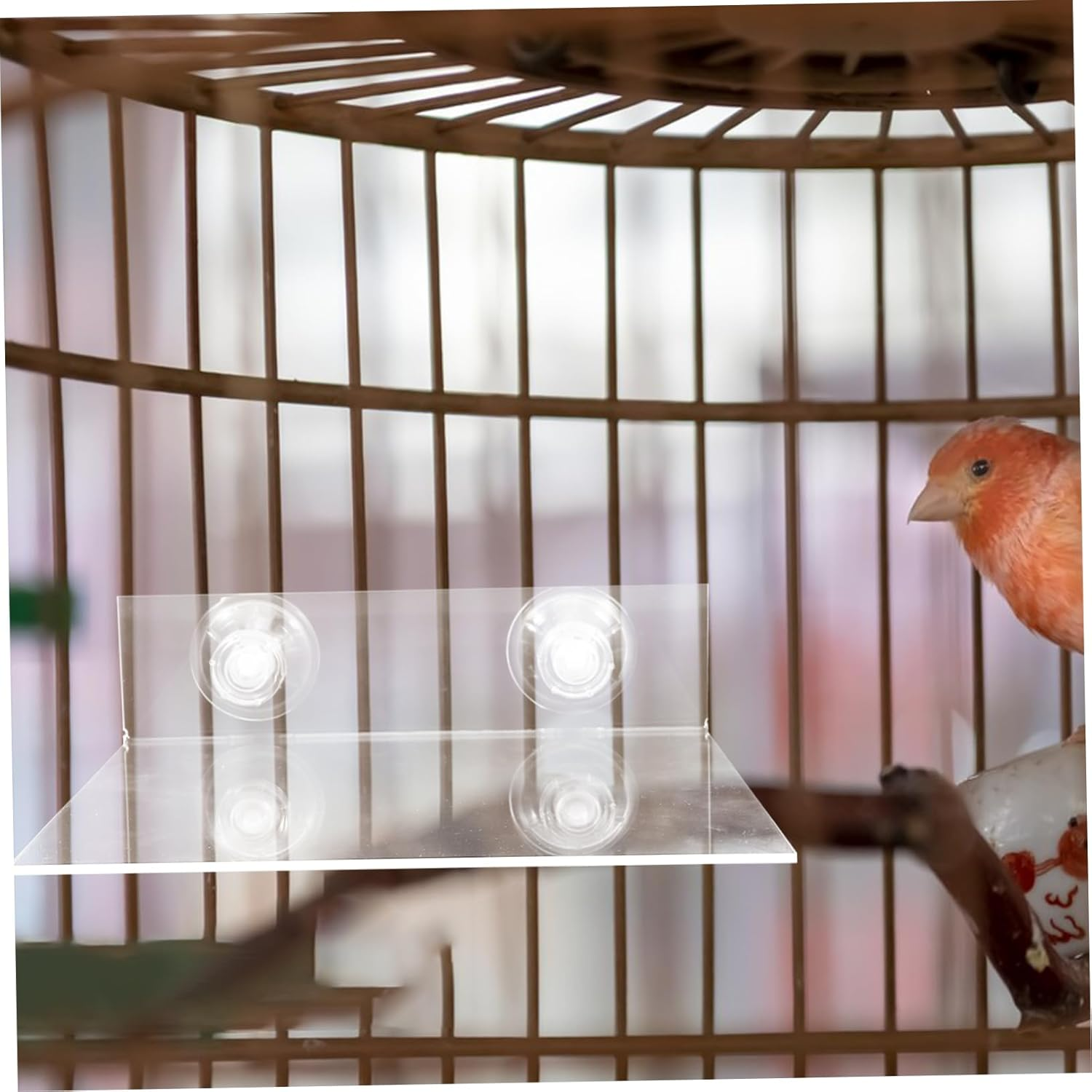 Parrot Wall Standing Platform Bird Platform Suction Cup Bird Perch Stand Training Playground image number 4
