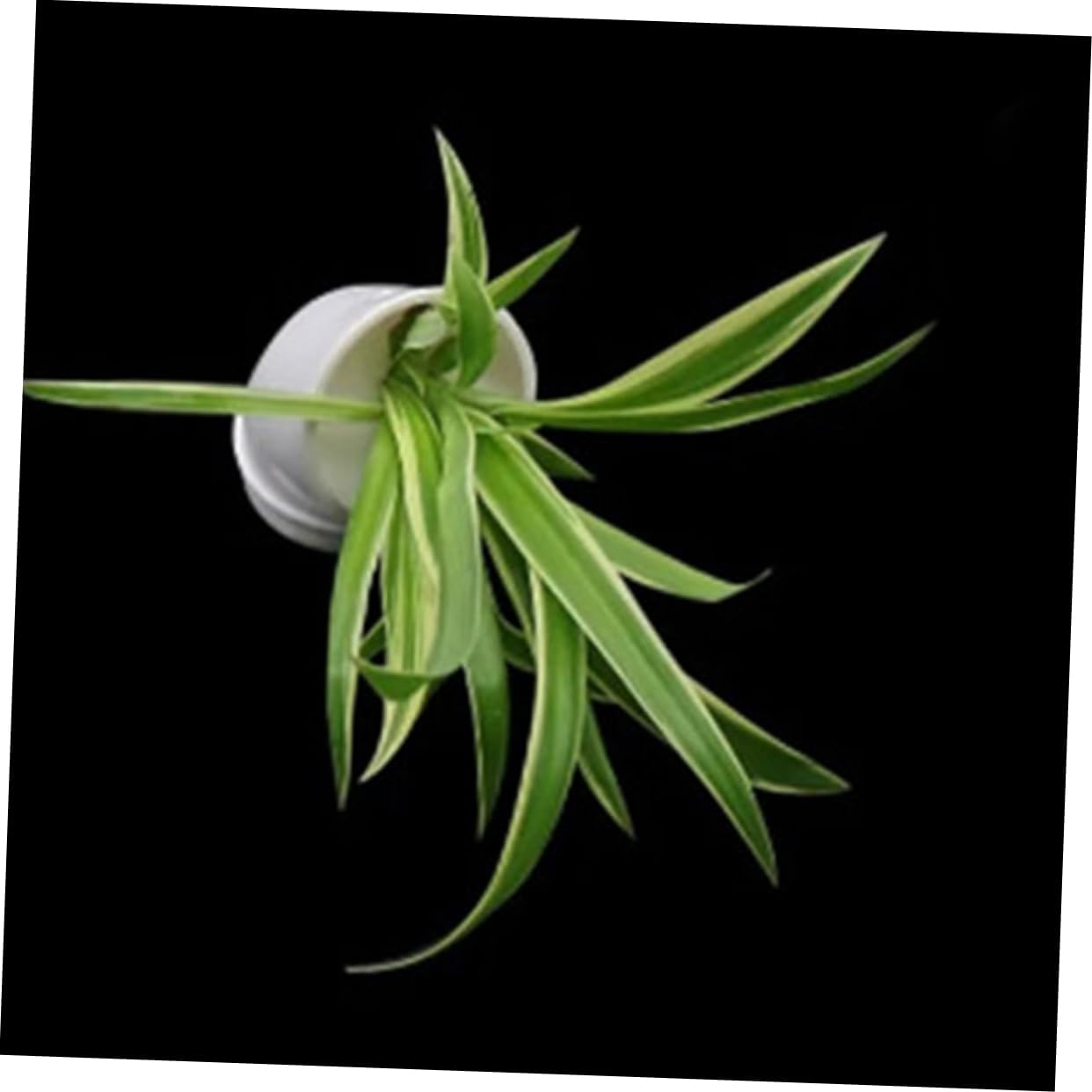 ROMISBABA 10Pcs Hydroponic Column Planting Cups Reusable Mesh Planting Cups for Hydroponics Vertical Tower Indoor Outdoor Gardening image number 3