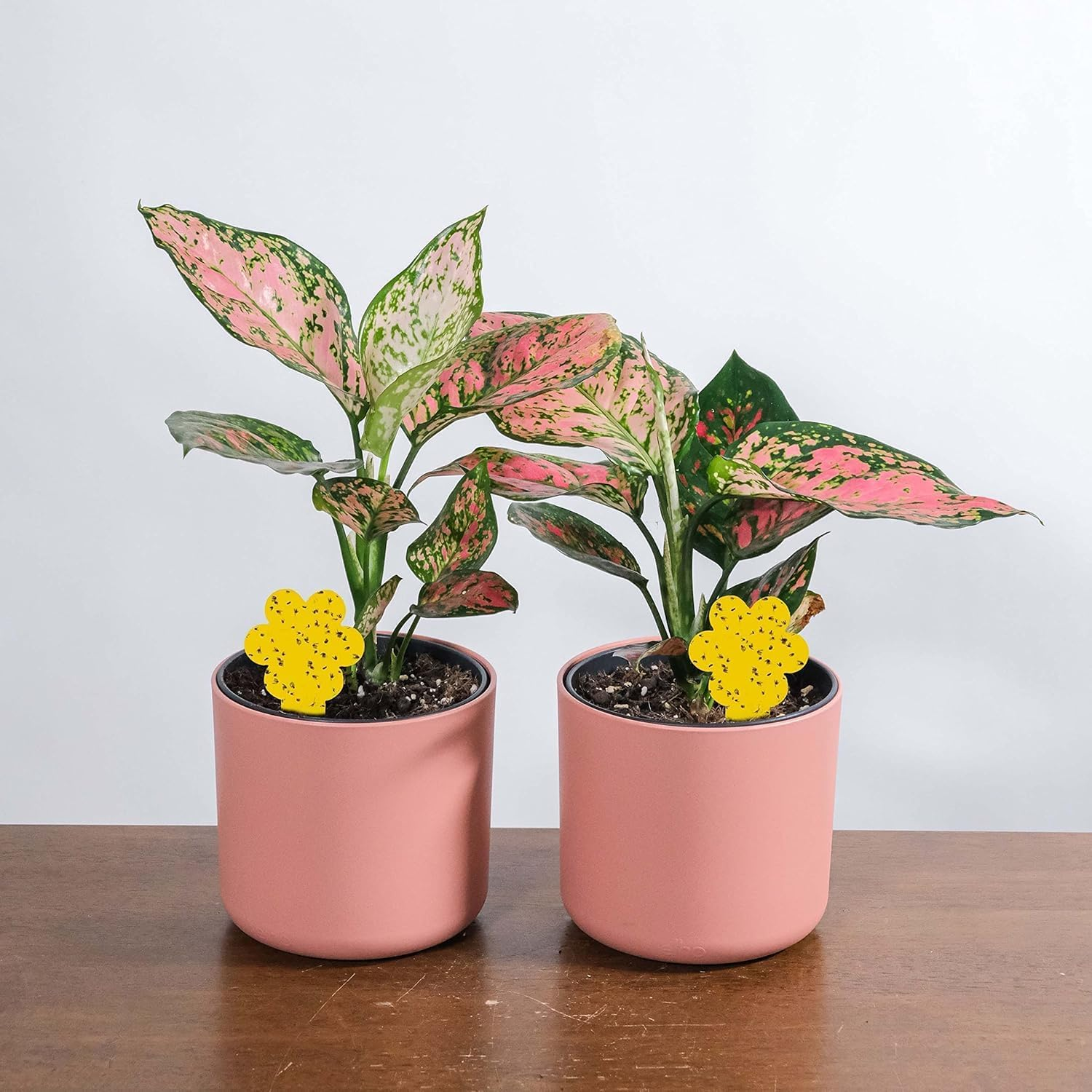 Super Ninja Fungus Gnat Killer - 10 Traps - Highly Effective and Ecological Yellow Sticky Traps for Fungus Gnat and Whitefly - Easy-To-Use - up to 3 Months (10 Traps) image number 5