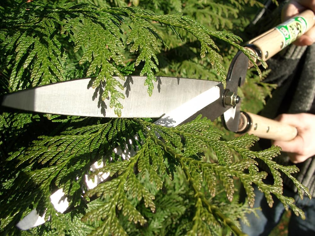 Okatsune No. 231 Trimming Shears, Type 65, Short Handle image number 4