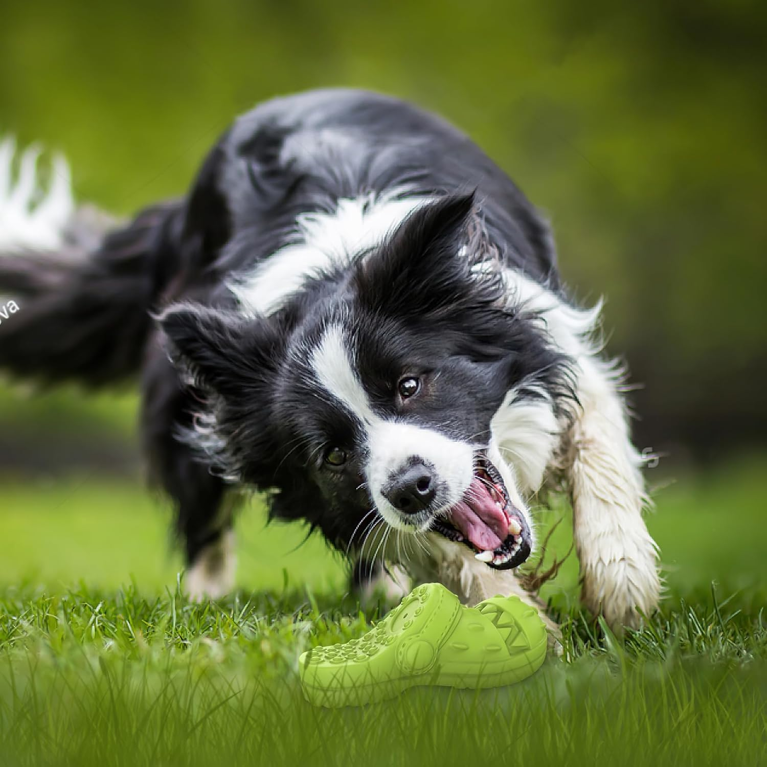 MASBRILL Natural Rubber Dog Chew Toy, Squeaky, Heavy Duty, Super Chewer, Large Dogs image number 3