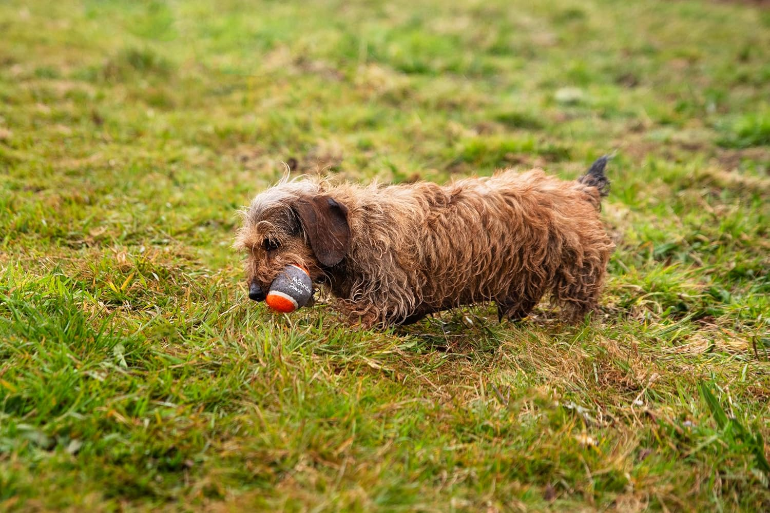 Mountain Paws Dog Tennis Balls High-Visibility & Tough, 3-Pack image number 1