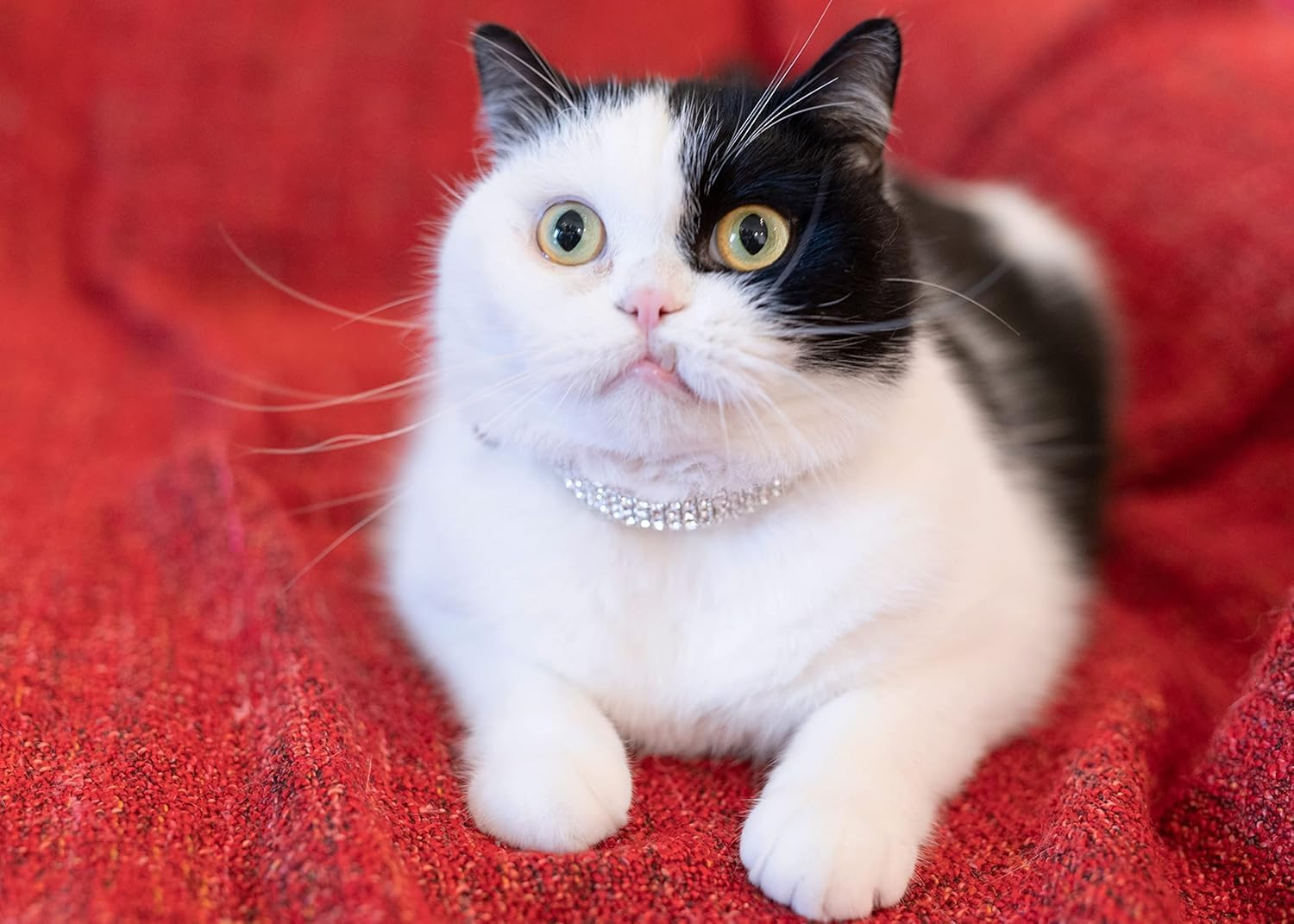 Cat Collar Rhinestone Jewelry PU Leather Suede Adjustableelastic Strap Kitten Puppy Bling Diamante Collar (Red, 1.0 * 28CM) image number 1