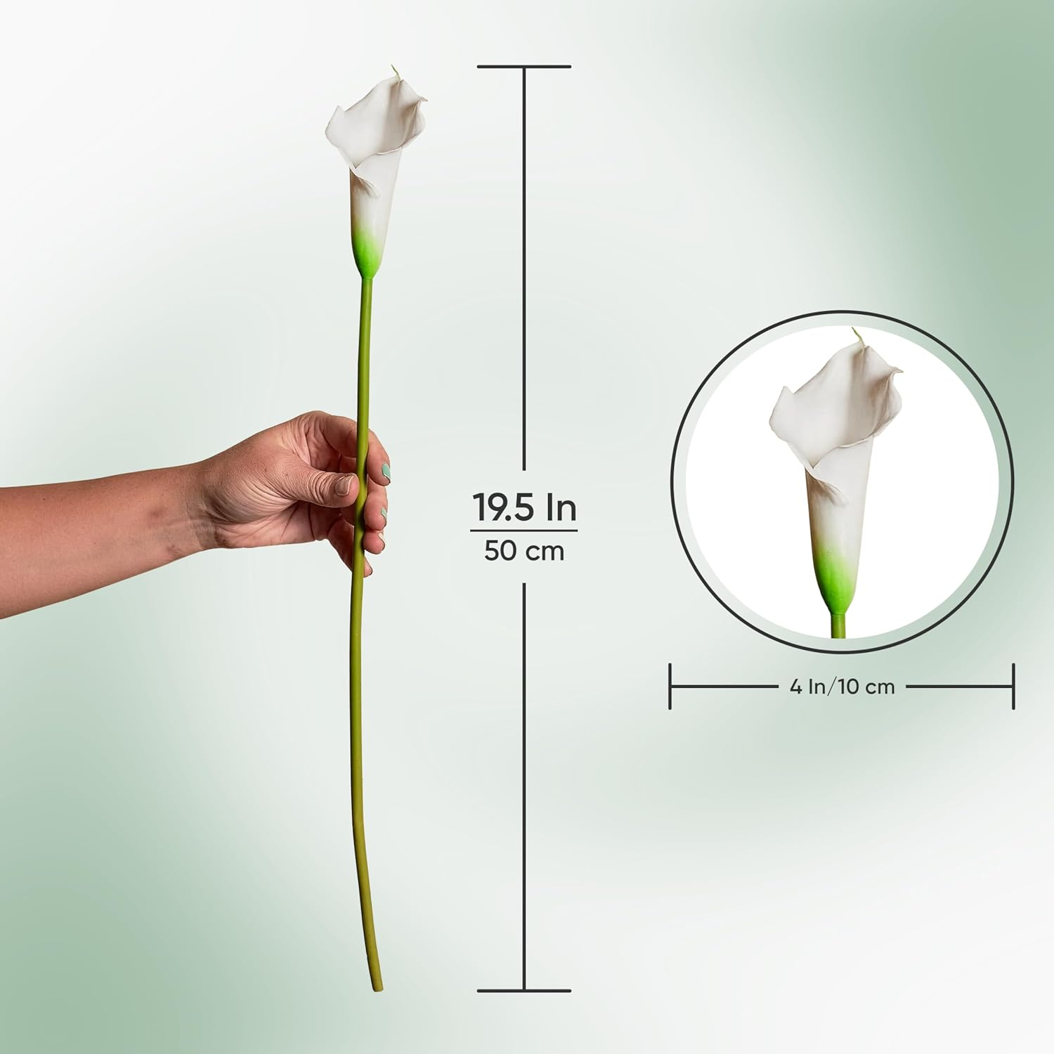 Mini Calla Lily Real Touch Faux Stems 1 Pack &ndash; Realistic Silk Flowers for Home Decor, Floral Arrangements, Bouquets & DIY Crafts &ndash; 50Cm Tall Artificial Plants image number 6