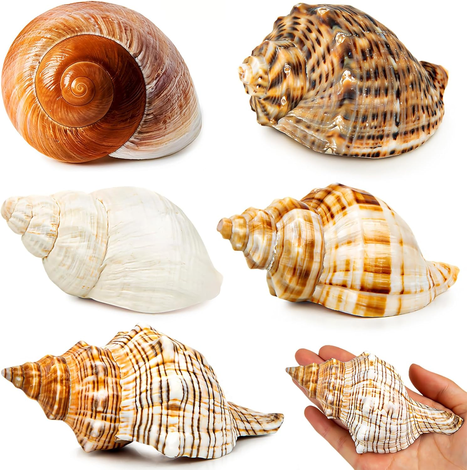 5PCS Extra Large Hermit Crab Shells | Natural Sea Conch Size 3" - 4.7", Opening Size 1.6" - 2.7" | Turbo Seashells for Hermit Crab Supplies and Beach Decoration Large Sea Shell image number 1