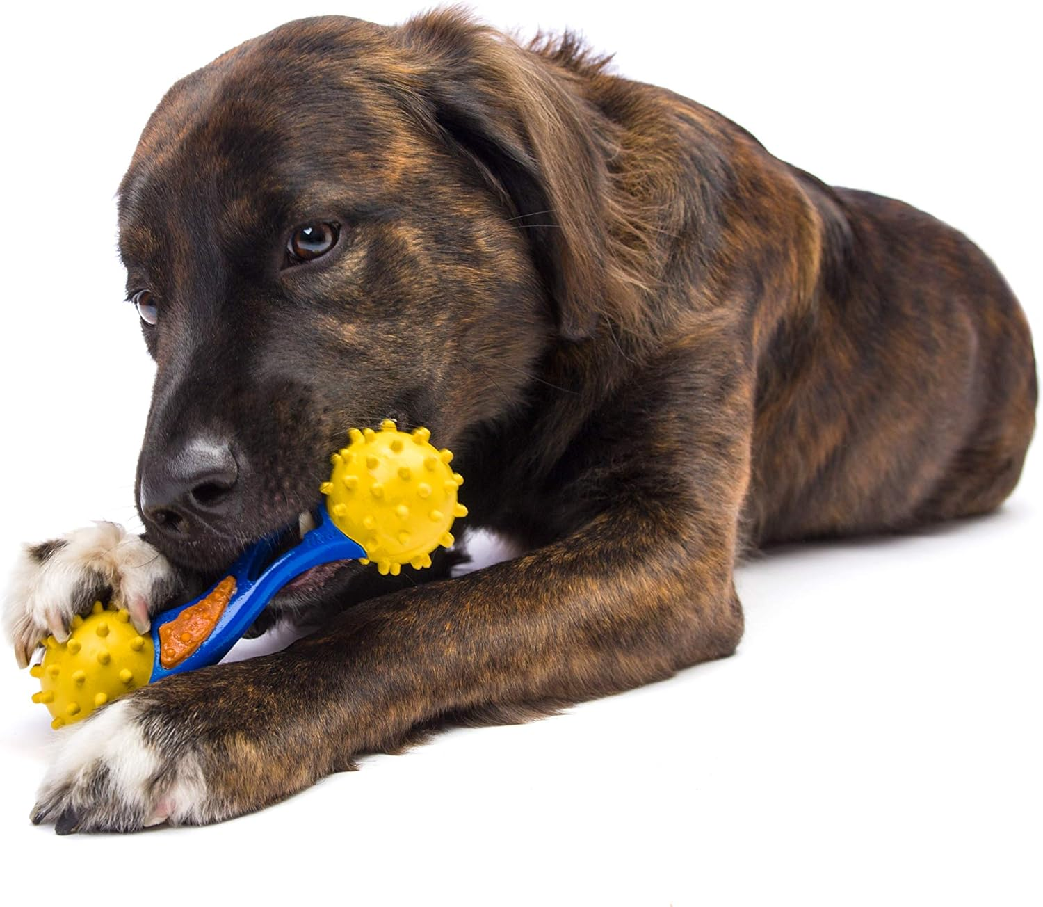 Hartz Dental Toy, Multi, Large image number 4