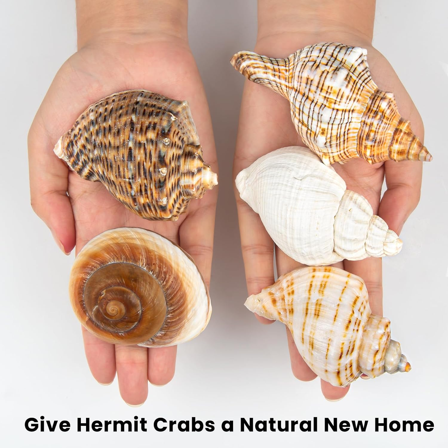 5PCS Extra Large Hermit Crab Shells | Natural Sea Conch Size 3" - 4.7", Opening Size 1.6" - 2.7" | Turbo Seashells for Hermit Crab Supplies and Beach Decoration Large Sea Shell image number 4
