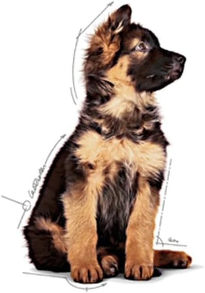 Royal Canin Maxi Puppy in Gravy Pouches Wet Dog Food 140 GMS 10 Pack image number 1