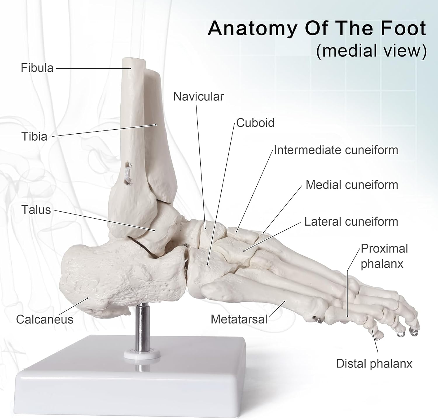 2025 New Design Life Size Medical Human Foot and Ankle Model, Anatomy Foot Skeleton Model W/Tibia Fibula, Right, Fully Articulated, Human Skeleton Model for Medical Study & Science Classroom image number 1