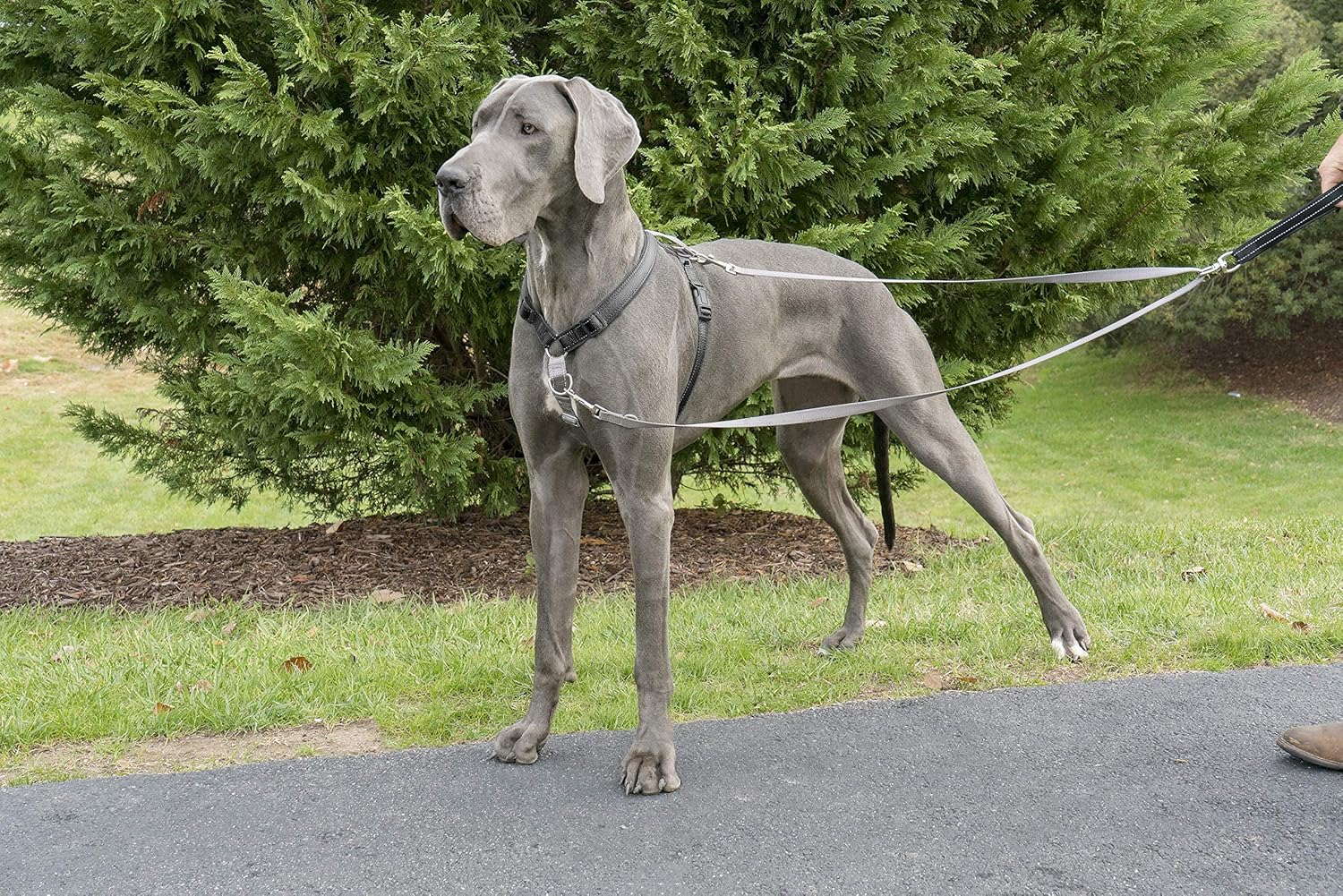 Petsafe Anti-Pull Dog Lead