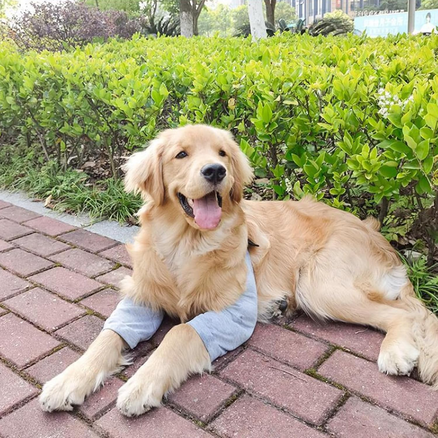 Dog Front Leg Braces Recovery Sleeve, Pet Dog Front Leg Hock Brace Elbow Protector, Pet Knee Brace Wounds for Medium Large Dogs (2XL, Grey) image number 3