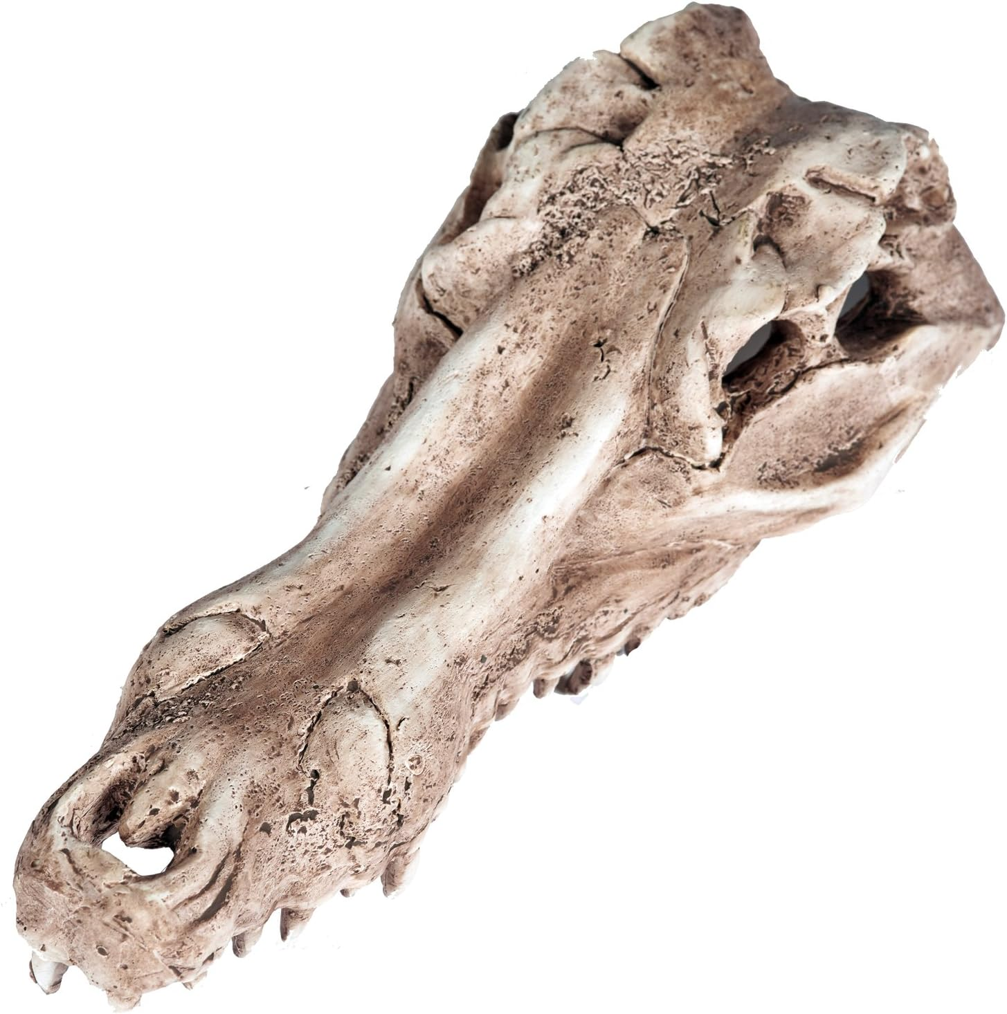 Pet Ting Alligator Skull Aquatic Ornament - Aquarium Decoration - Vivarium Decoration