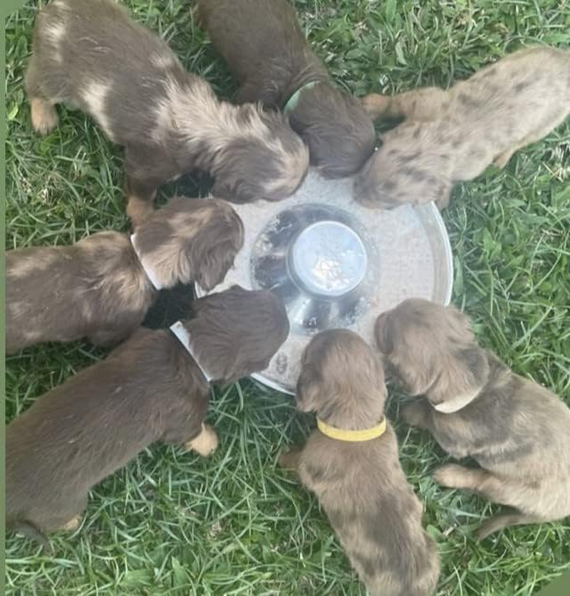 DROVERS Dog and Co Stainless Steel Slow Feeder- One Piece - Extra Strong - Puppy Weaning Bowl - SMALL image number 3