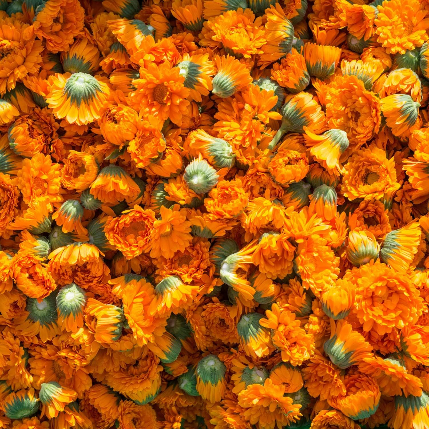 WELEDA(ヴェレダ) 歯みがき image number 4