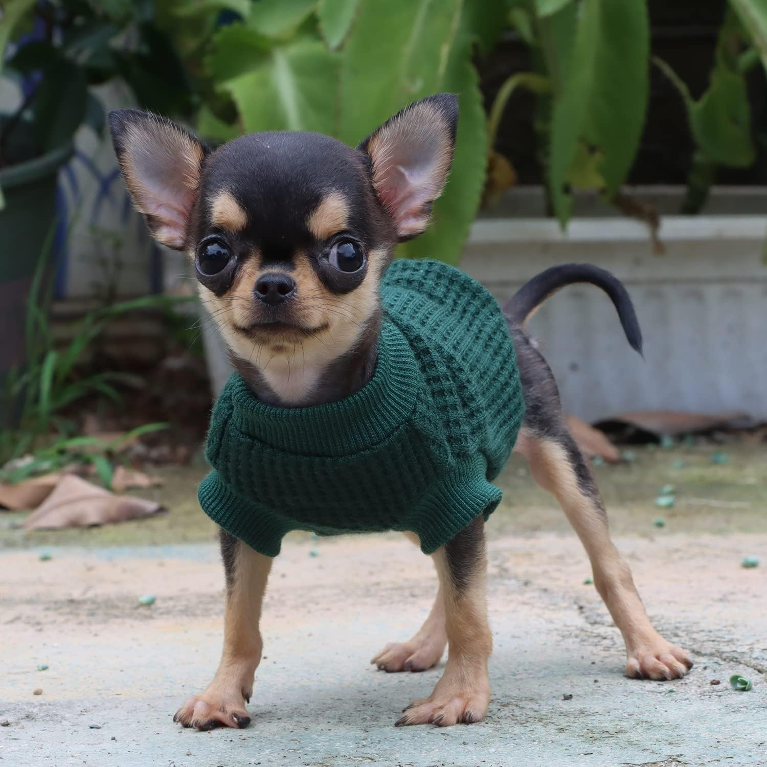LOPHIPETS Lightweight Dog Sweaters for Puppy Small Dogs Puppy Chihuahua Yorkie Clothes-Atrovirens/Xxs image number 6