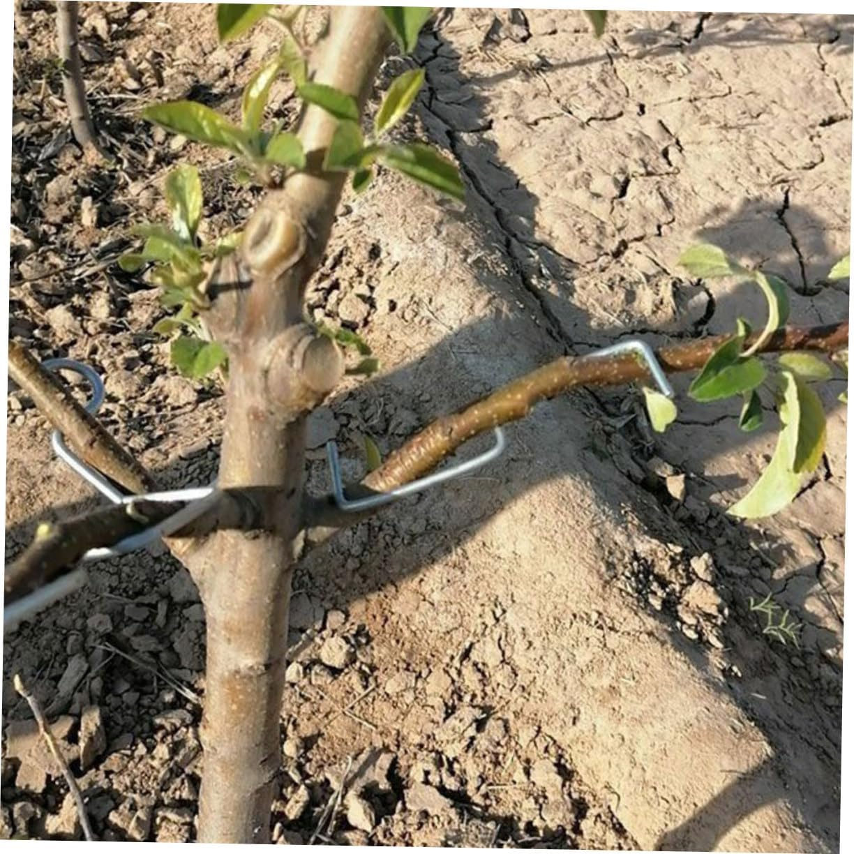 VINTORKY Tree Trunk Moderator Branch Bending Fixing Tool Fruit Branch Puller Plant Supplies Tie Stick Shaper image number 4