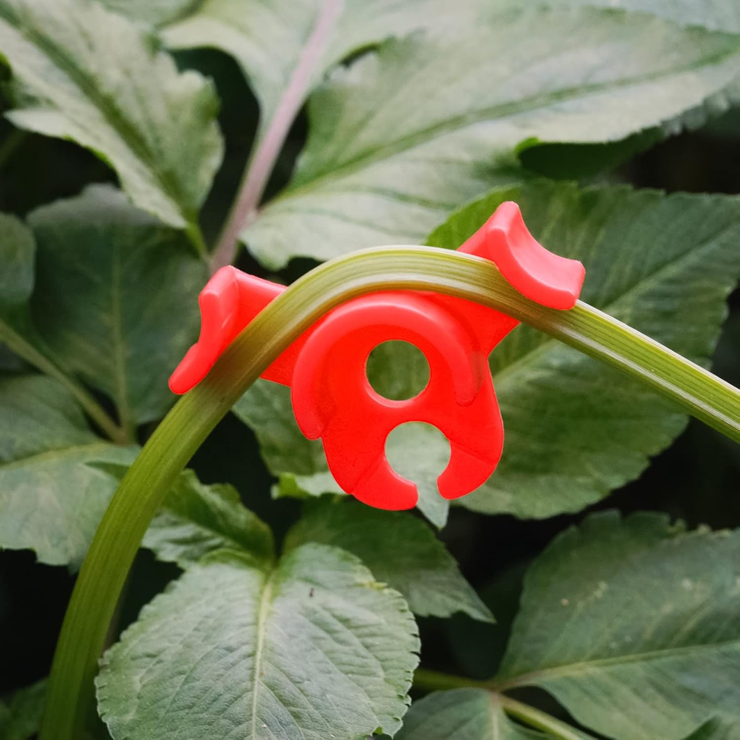 Business King Plant Training Clips 30 Pcs 90 Degree New Generation Low Stress Plant Clips to Bend Plant Clips to Train Plant (30 Pcs) image number 3