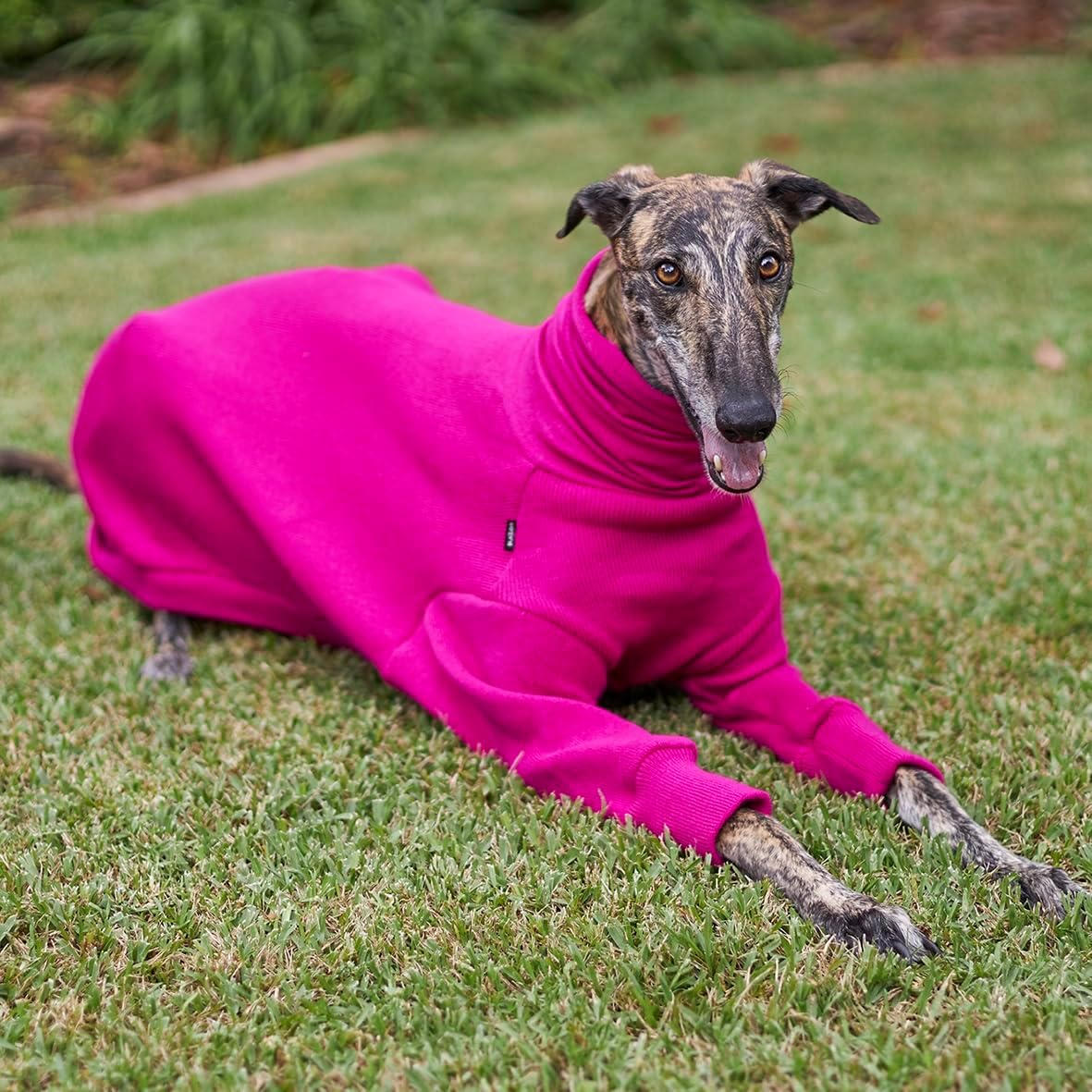 Kazoo Greyhound Dog Jumper, Kakadu, Large