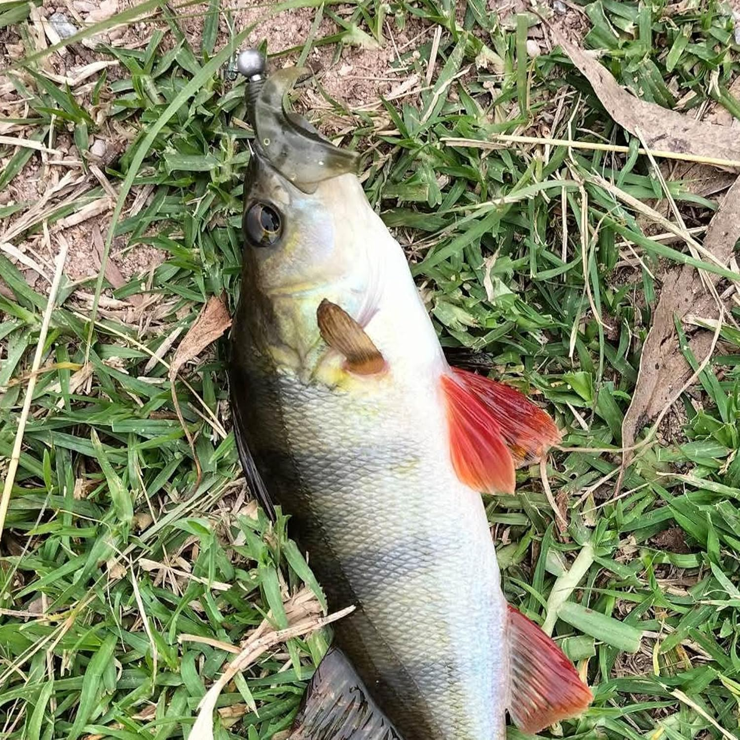 5Cm(2") Soft Plastic Baits, Worm Grub Bream Fishing Lures for Saltwater and Freshwater, Curly Tail Soft Fishing Lures for Flathead - Super Luminous Yellow image number 6