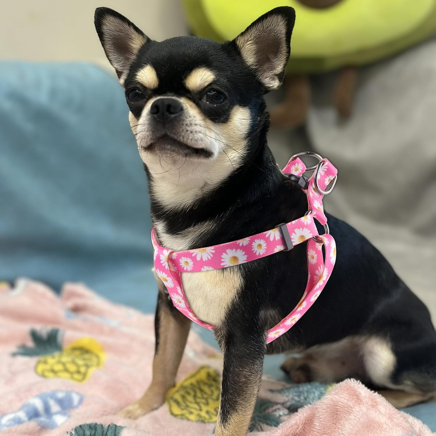 QQPETS Dog Harness Leash Set Adjustable Heavy Duty No Pull Halter Harnesses for Small Medium Large Breed Dogs Back Clip Anti-Twist Perfect for Walking (S(14"-20" Chest Girth), Daisy) image number 1