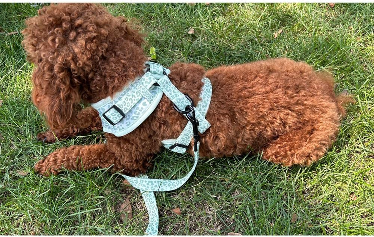 Adjustable Pet Harness and Leash Set&mdash;No-Pull, Lightweight, Breathable, Soft-Padded, Escape-Proof Comfortable for Puppies,Small Dogs,Cats,All Fur Animals. Leash for Easy Walks (Medium, Camouflage) image number 4