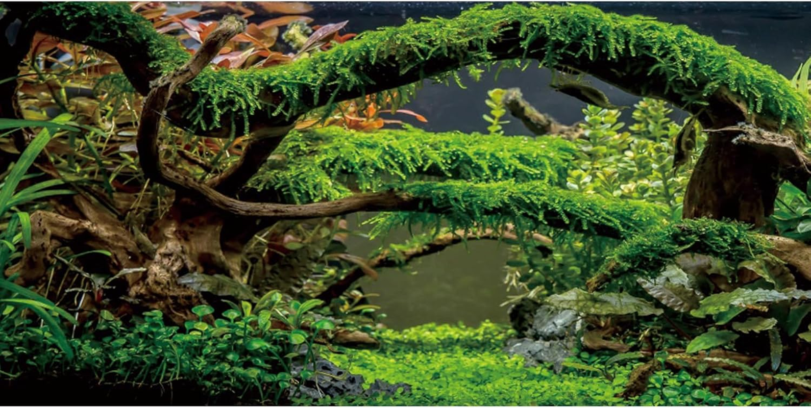 AWERT 48X24 Inches Aquarium Background Branches Terrarium Background Aquatic Plant River Bed & Lake Fish Tank Background Vinyl Background image number 5