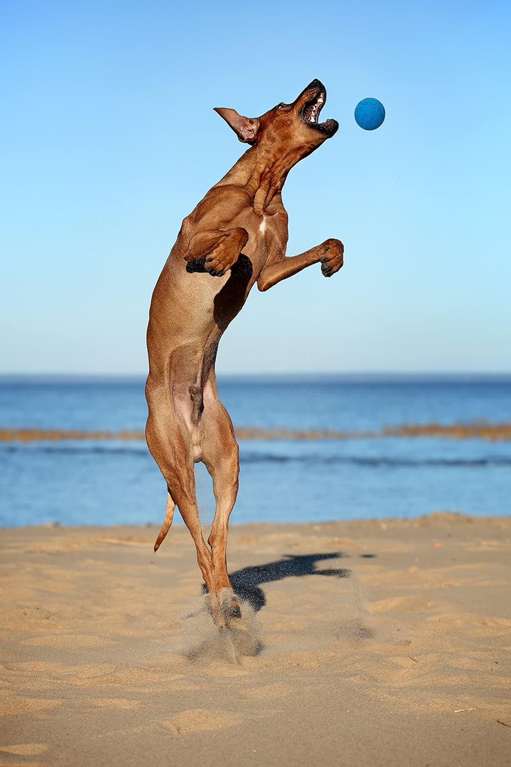 Snug Rubber Dog Balls for Small and Medium Dogs - Tennis Ball Size - Virtually Indestructible (3 Pack - Cool) image number 3