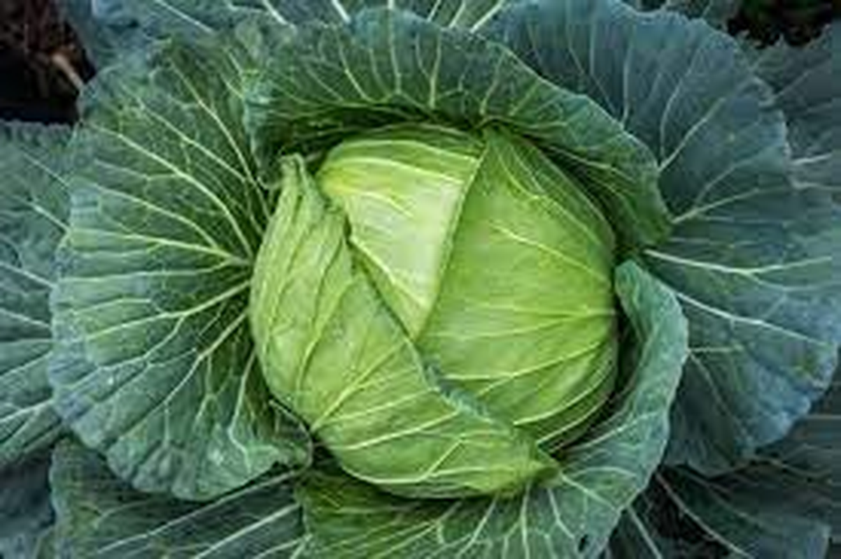 Cabbage Golden Acre (50 Seeds)