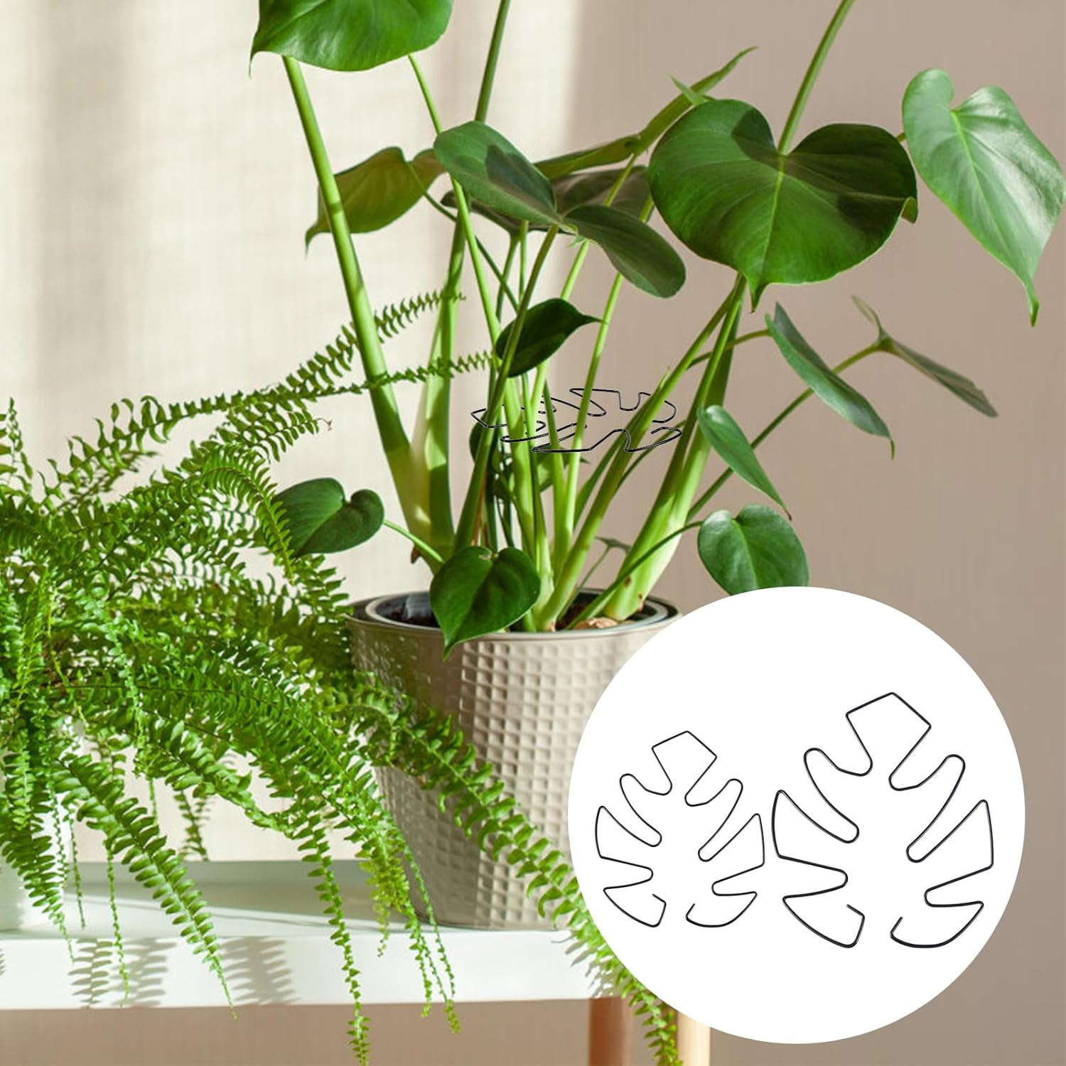 BOXOB Pack of 2 Plant Supports for Monstera Leaves, 2 Sizes Hooks to Support Climbing Plant Stems, Ideal Plant Support Monstera for Thriving Plant Growth (Black) - Black image number 2