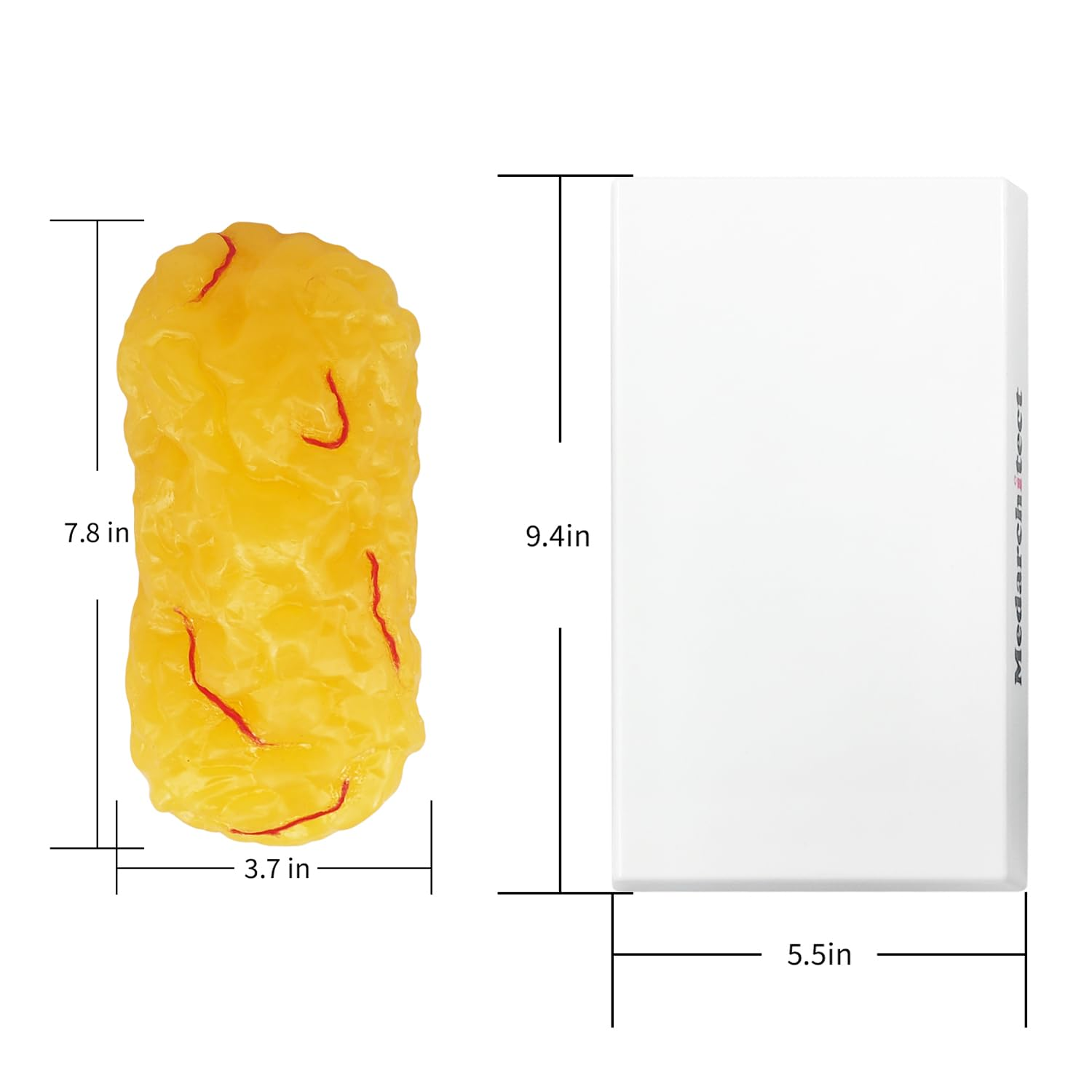 Authentic Human Body Fat Replica with Red Veins - 1 Lb, Keep Fit & Weight Loss Motivation & Reminder, Human Fatty Tissue Demonstration Model for Nutritionist, Science Course for Medical Student
