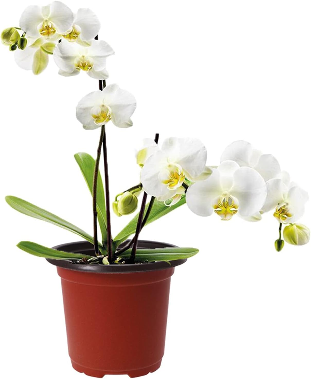 Yotsuba Plastic Plant Flower Garden Pots, 100 Pcs Nursery Seedlings Pot Growing Container image number 1