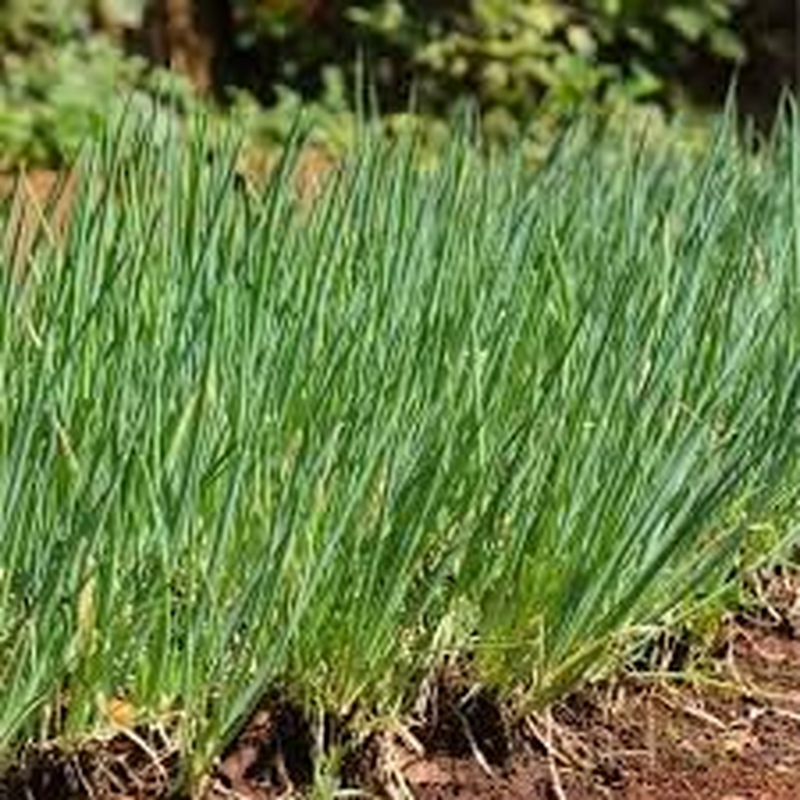 Chives Fuyuyo (100 Seeds)